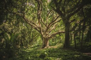 Der Baum des Lebens in einem Wald - Spiritualität