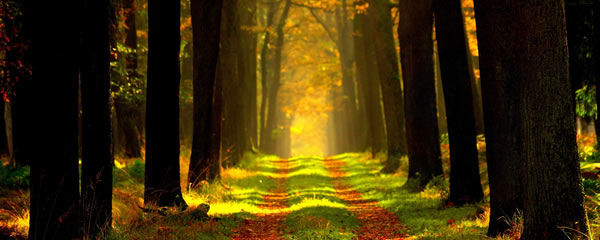 Hypnose ART des SEINS