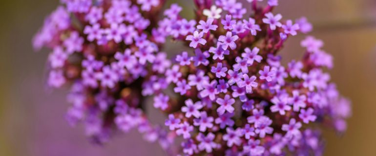 Spirituelle Intuitive Bachblüten Ausbildung – Heilen mit allen Sinnen