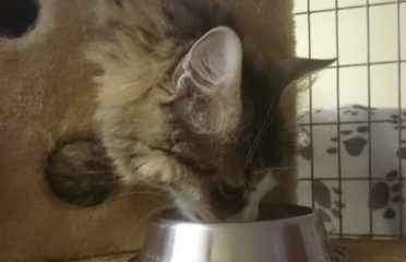 Naturheilkunde für ihr Tier/Tierheilpraxis