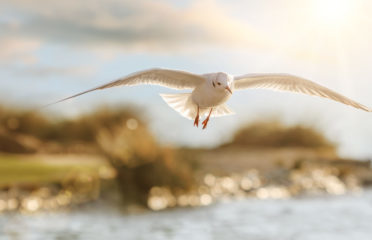 Praxis für Beratung und Psychotherapie Nicole Kirsig