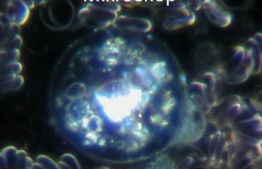 Heilpraktiker H.-P. Wiessner