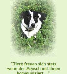 Naturheilpraxis für Tiere Eva Pütz