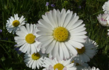 Praxis für homöopathische Behandlung von Gesundheitsstörungen