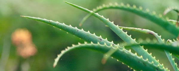 Aloe-Vera
