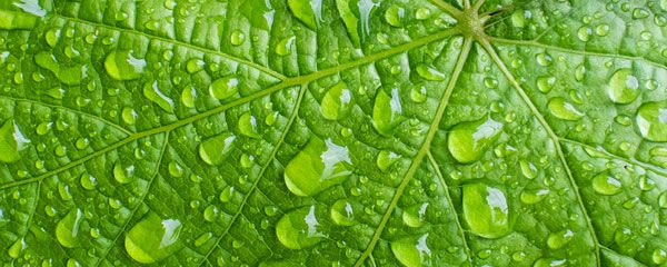 Wirbelsaeulentherapie-nach-Dorn